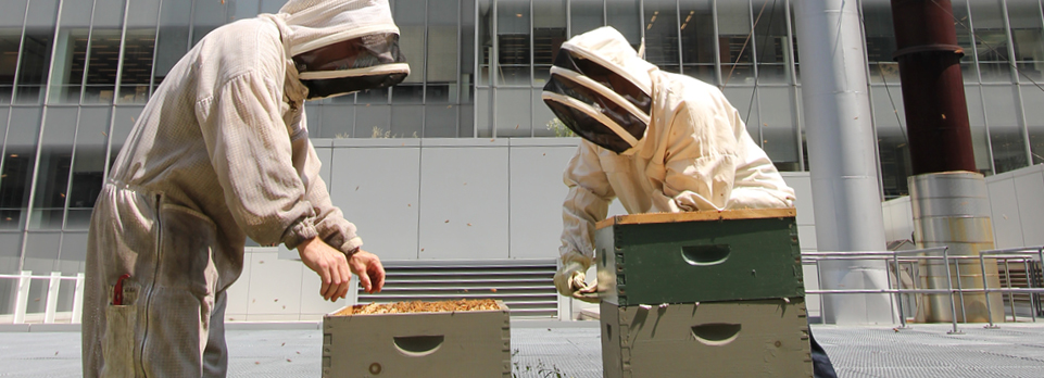 Beekeepers at the beehives at One Bryant Park