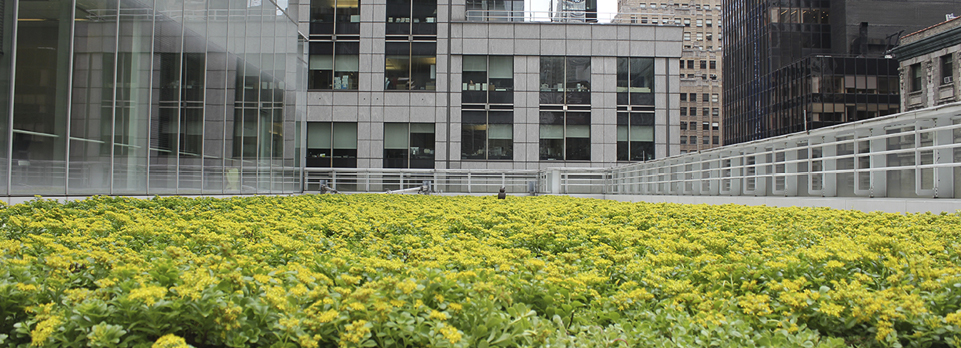 One Bryant Park green roof